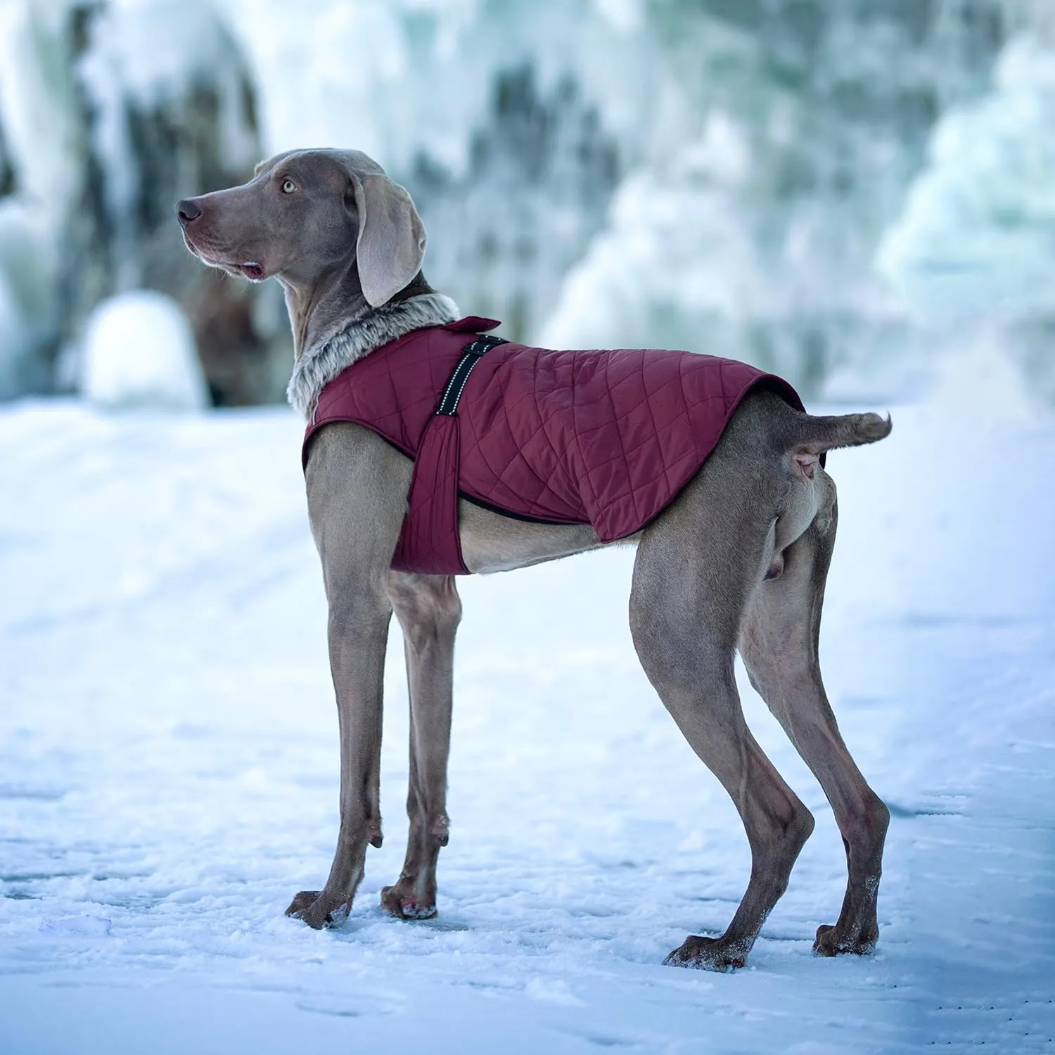 Dog Winter Coat XL, Waterproof Fleece Lined Jacket for Large Dogs, Cold Weather Windproof Dog Puffer Coat with Reflective Strips, Adjustable Fit Leash Hole for Hiking Outdoor Snow Dark Red