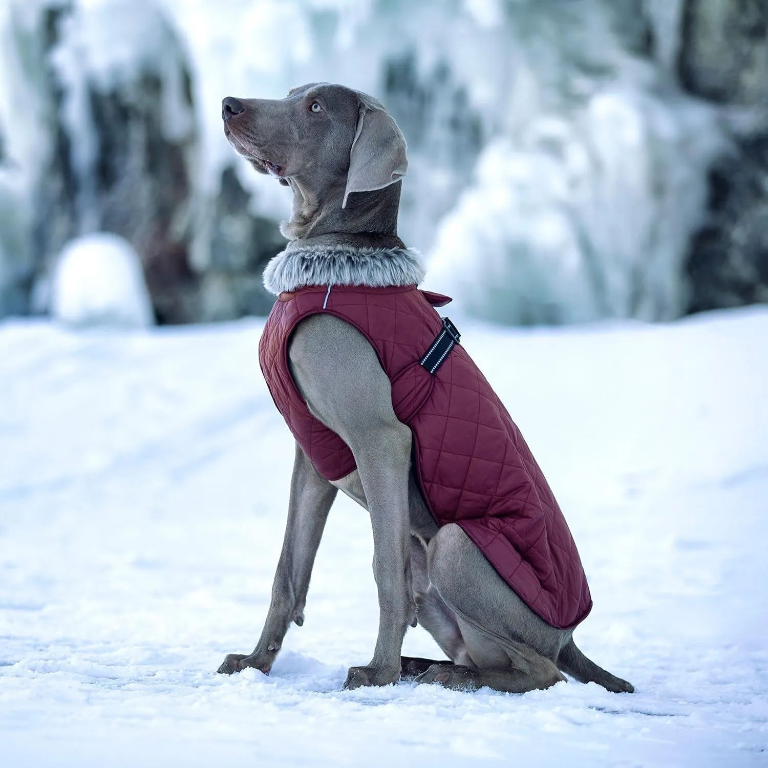 Dog Winter Coat XL, Waterproof Fleece Lined Jacket for Large Dogs, Cold Weather Windproof Dog Puffer Coat with Reflective Strips, Adjustable Fit Leash Hole for Hiking Outdoor Snow Dark Red