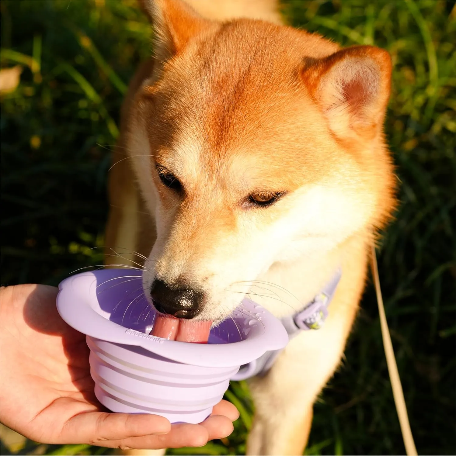 Silicone Collapsible Dog Bowls, Free Dishwasher Safe, Portable Foldable Expandable Travel Bowl, Food Water Feeding Cup Dish for Dogs Cats (Green, M)