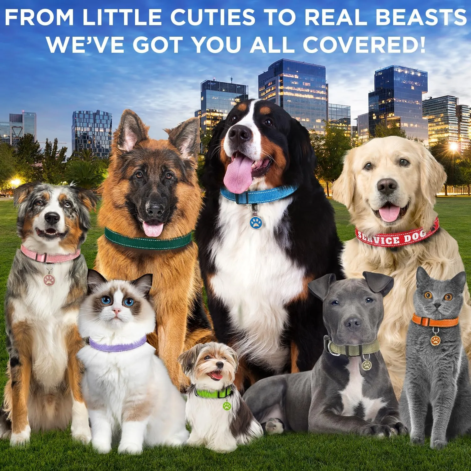 TECEUM Reflective Dog Collar  Lavender  M  Extra Soft Padding  Basic Nylon Pet Collar  Quick Release Buckle  Fits Small, Medium and Large Dogs, Puppies, Cats  ESA & Service Dog Options