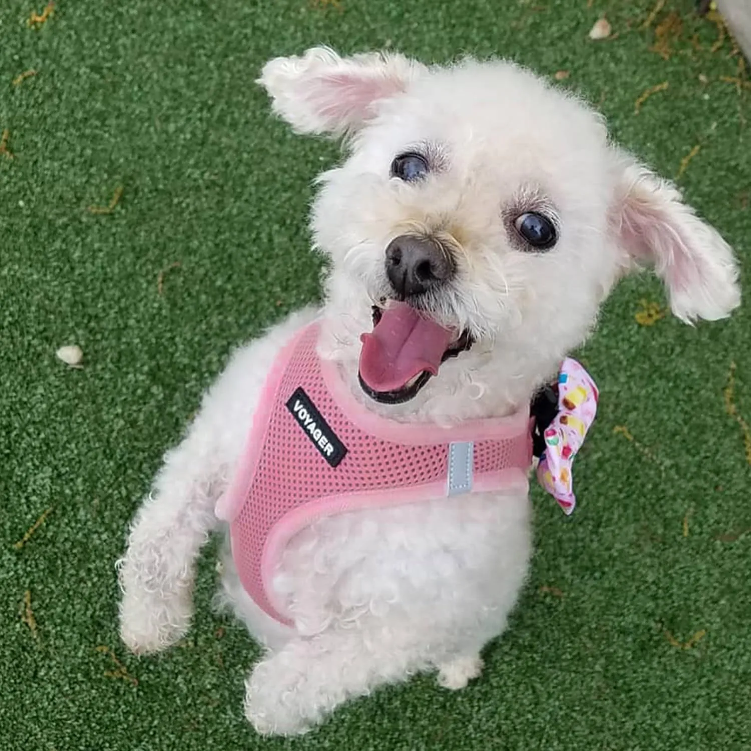 Voyager Step-in Air All Weather Mesh Harness and Reflective Dog 5 ft Leash Combo with Neoprene Handle, for Small, Medium and Large Breed Puppies by Best Pet Supplies - Harness Leash Set (Pink), XS